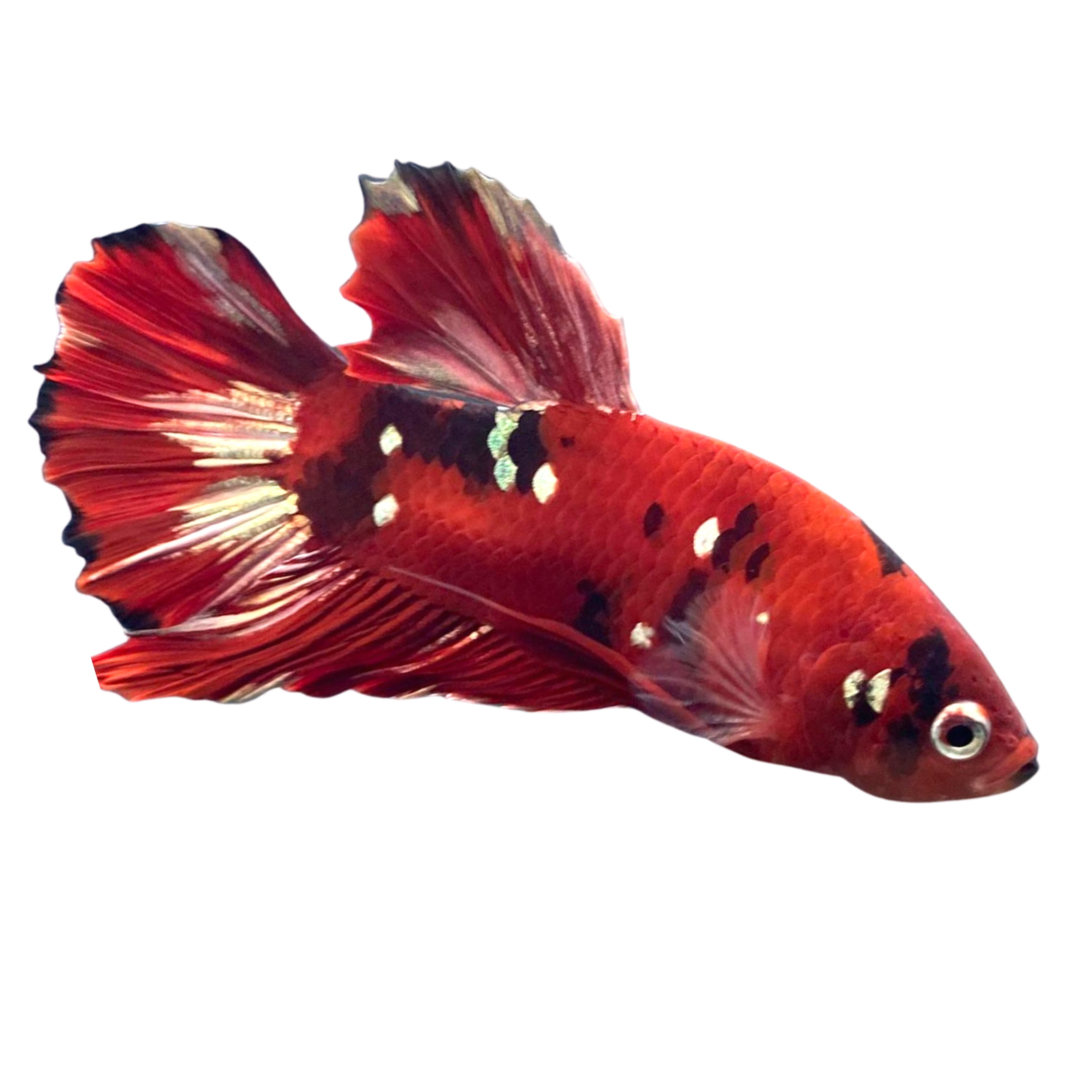 Red Copper Betta