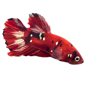 Red Copper Betta