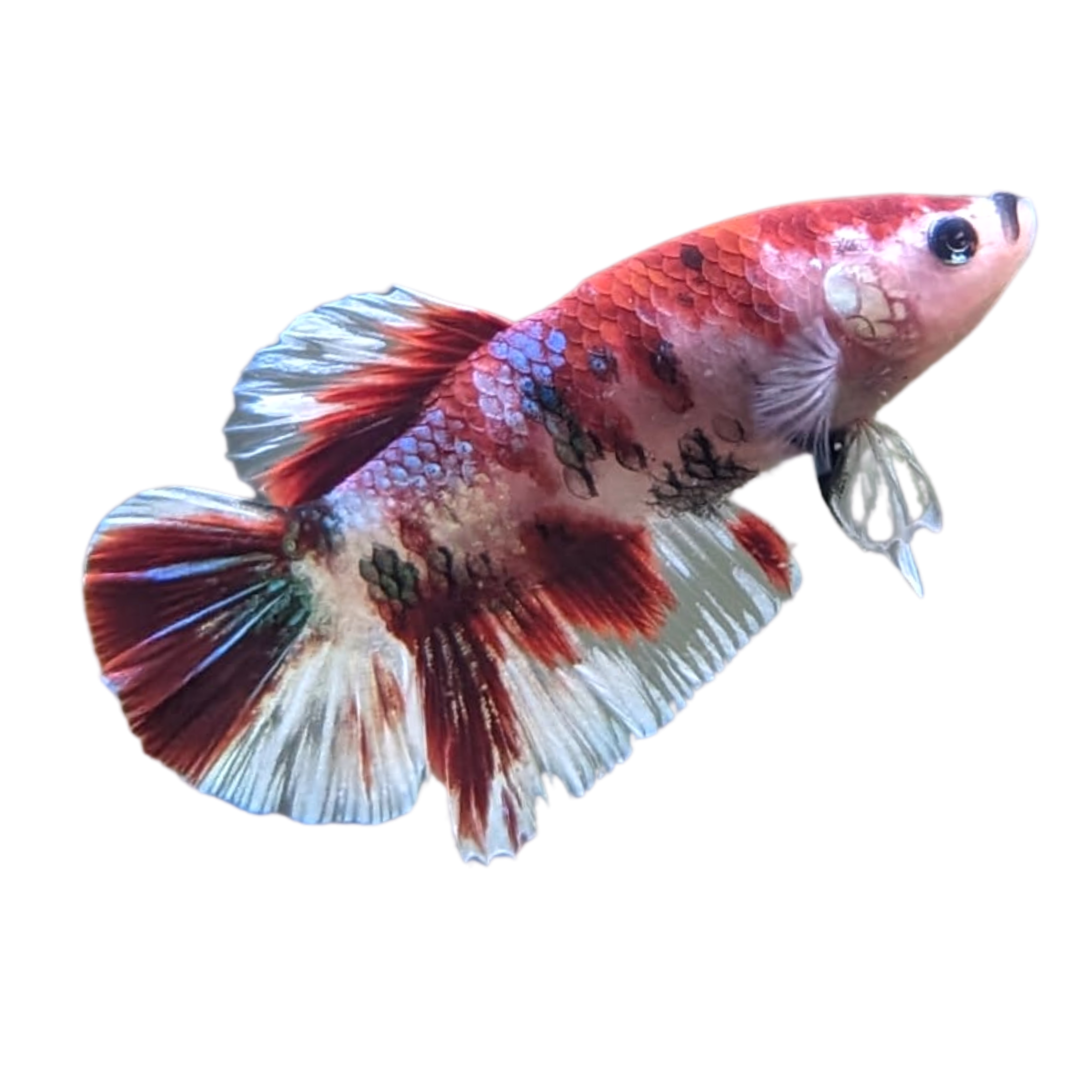 KOI BETTA - ROSEY RED COLOUR