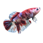 Load image into Gallery viewer, KOI BETTA - ROSEY RED COLOUR
