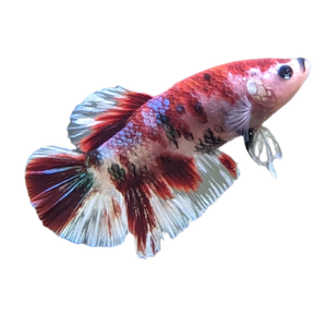 KOI BETTA - ROSEY RED COLOUR