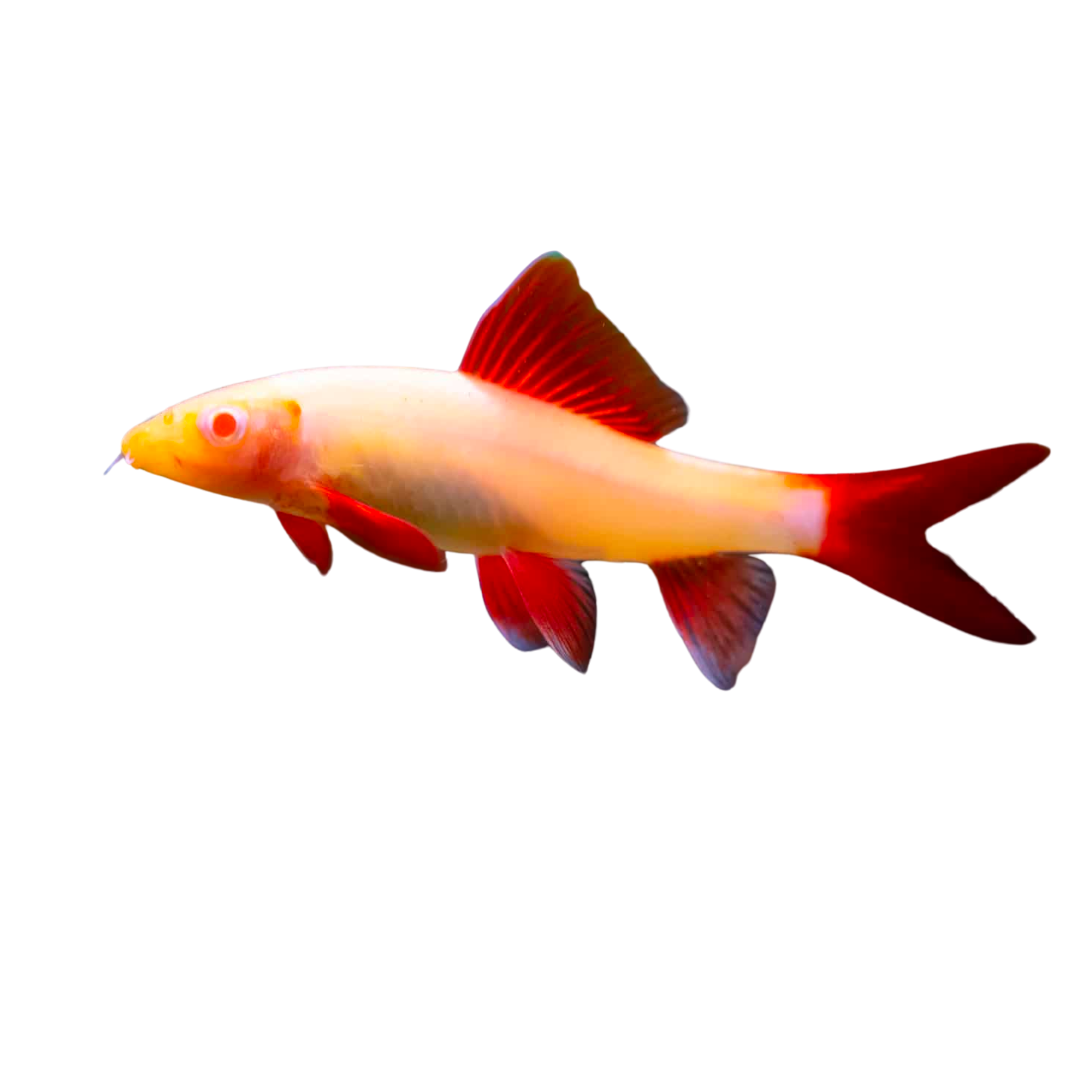 Albino Red Tail Rainbow Shark Aura Aquarium