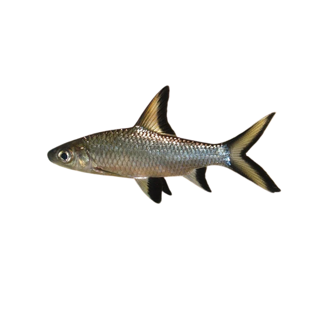 Silver Shark