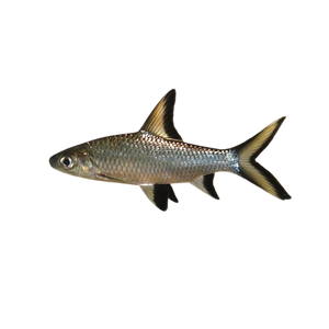 Silver Shark