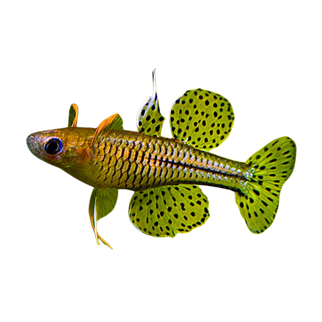 Spotted Blue Eyes Rainbowfish
