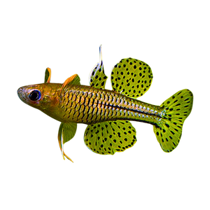Spotted Blue Eyes Rainbowfish