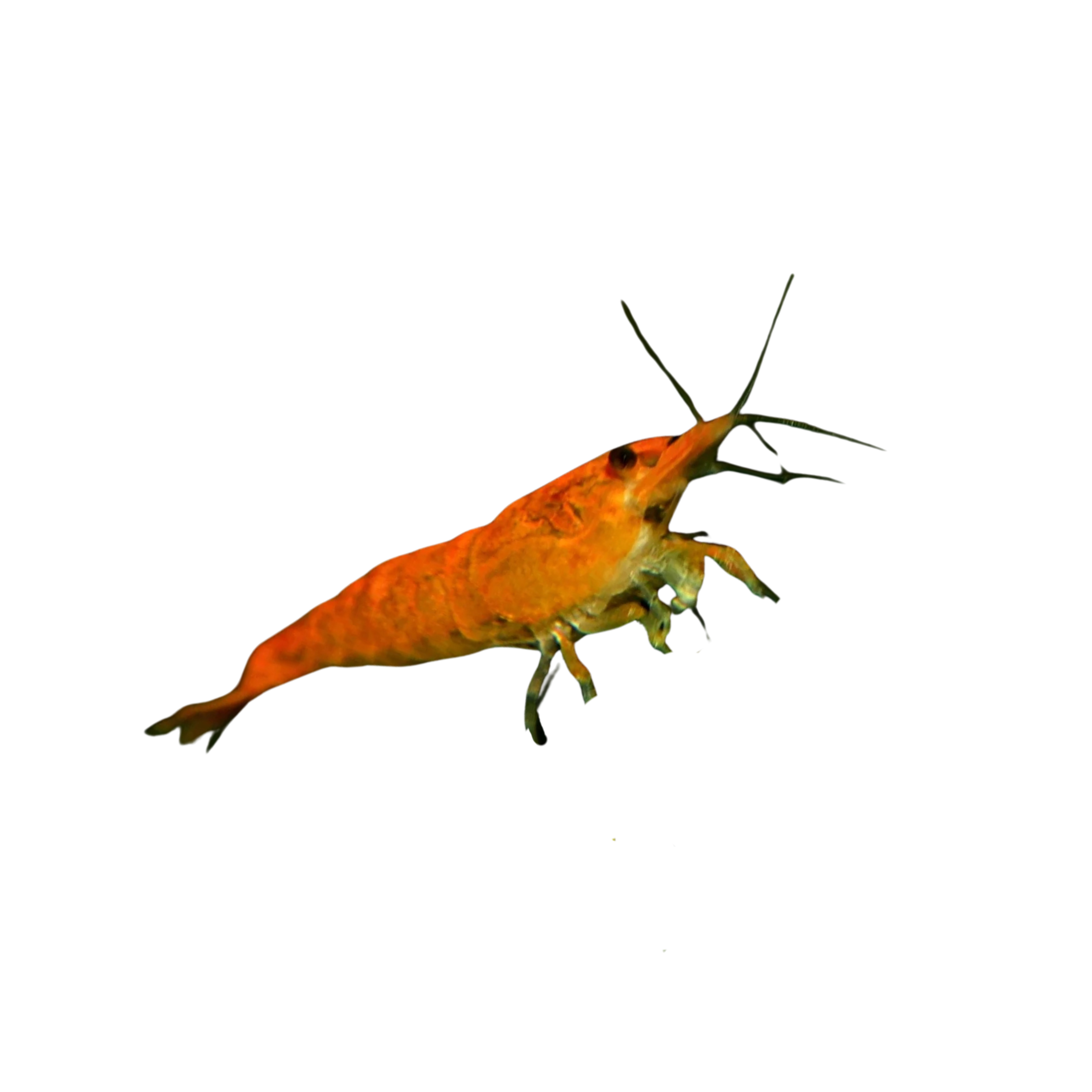sunkist cherry shrimp
