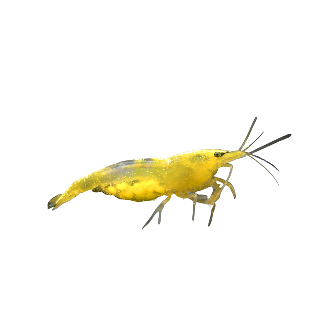 Yellow Cherry Shrimp