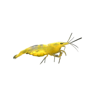 Yellow Cherry Shrimp