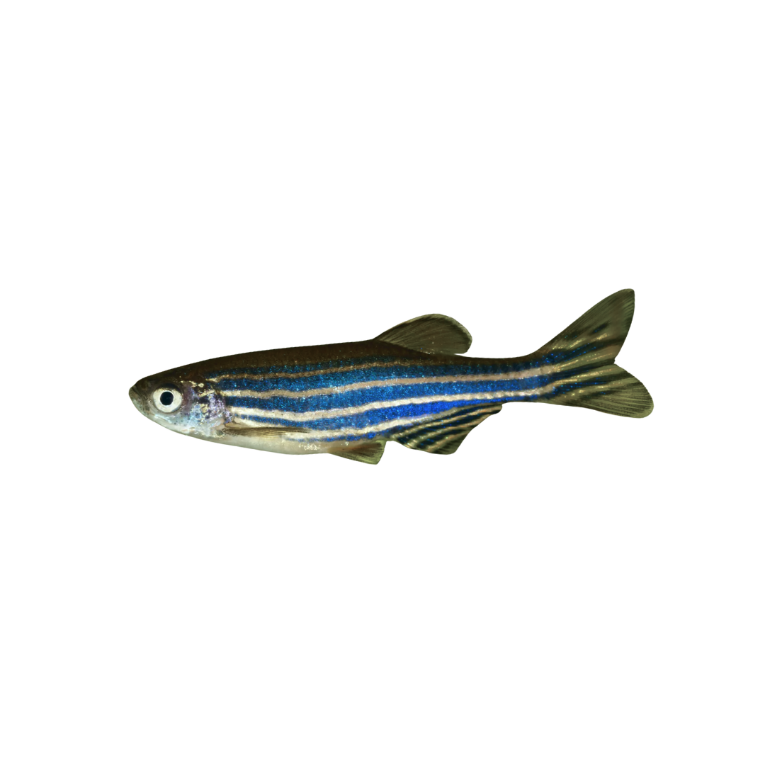 Zebra Danio
