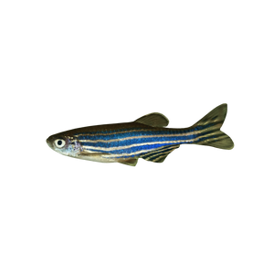 Zebra Danio