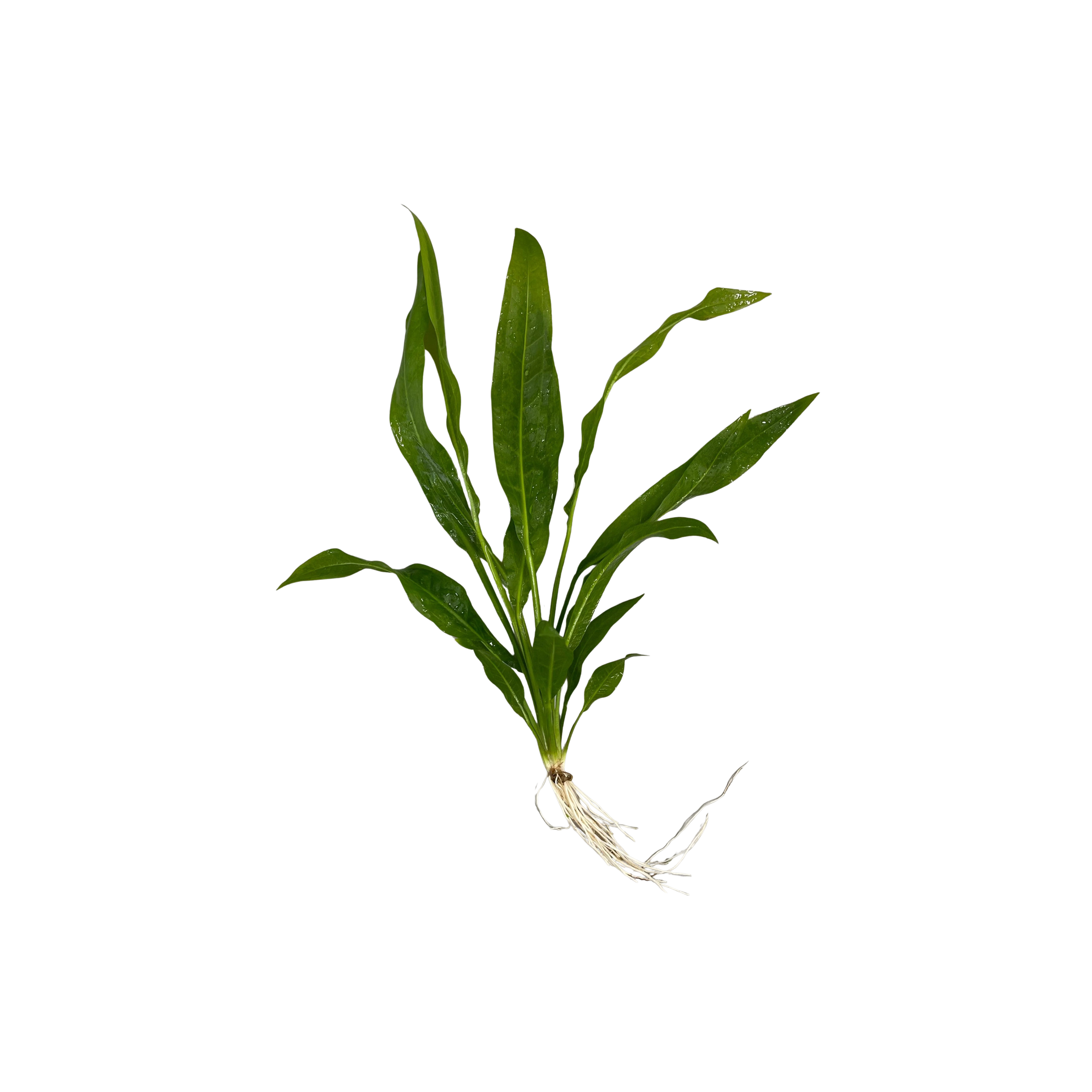 Amazon Sword (Echinodorus bleheri)