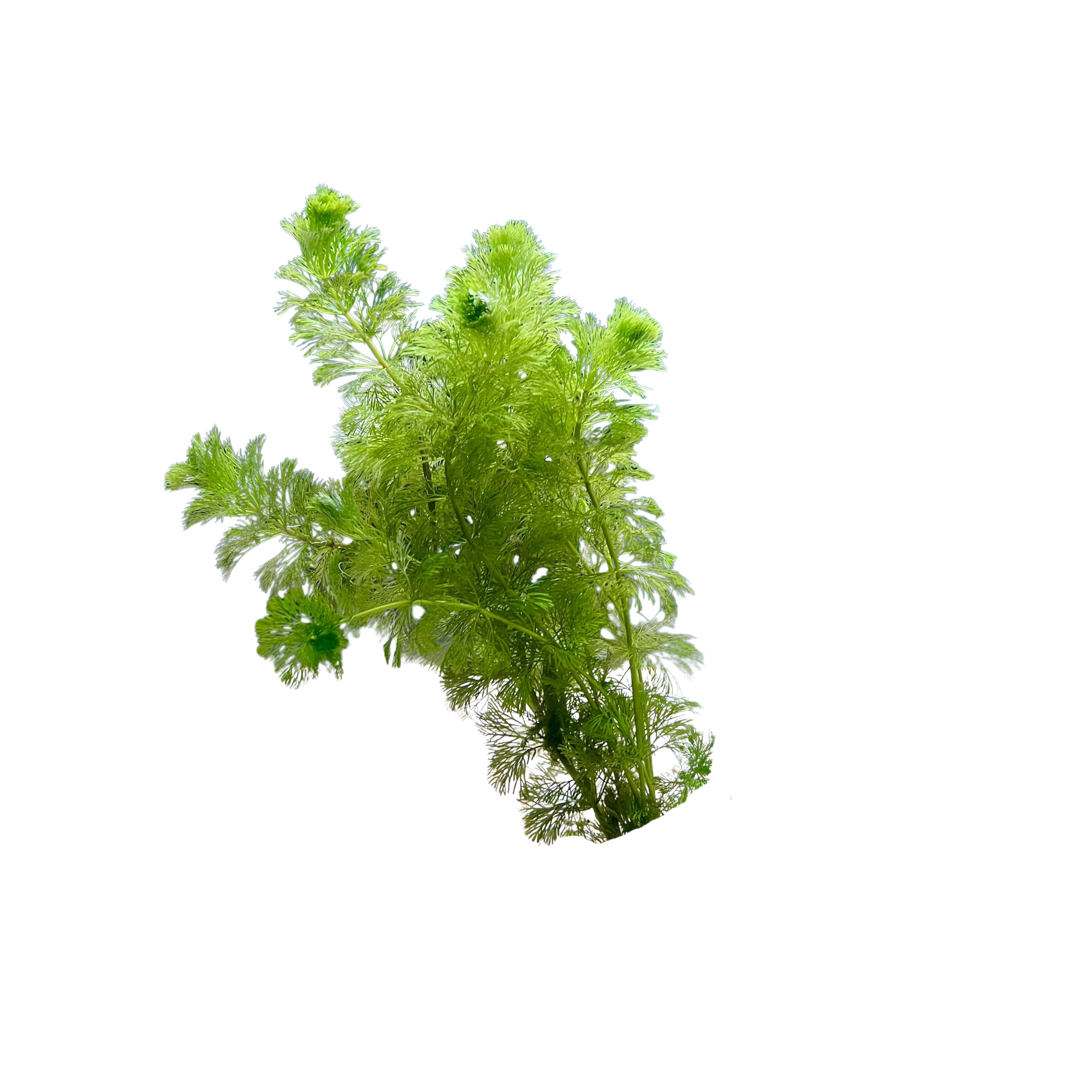 Ambulia (Limnophila sessiliflora)