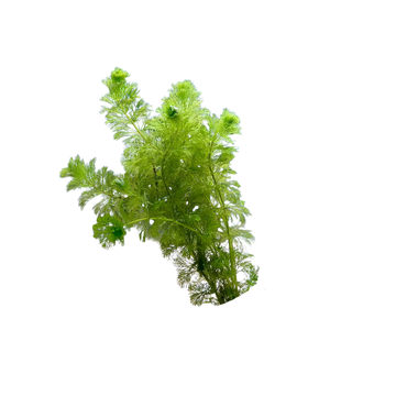 Ambulia (Limnophila sessiliflora) – Aura Aquarium