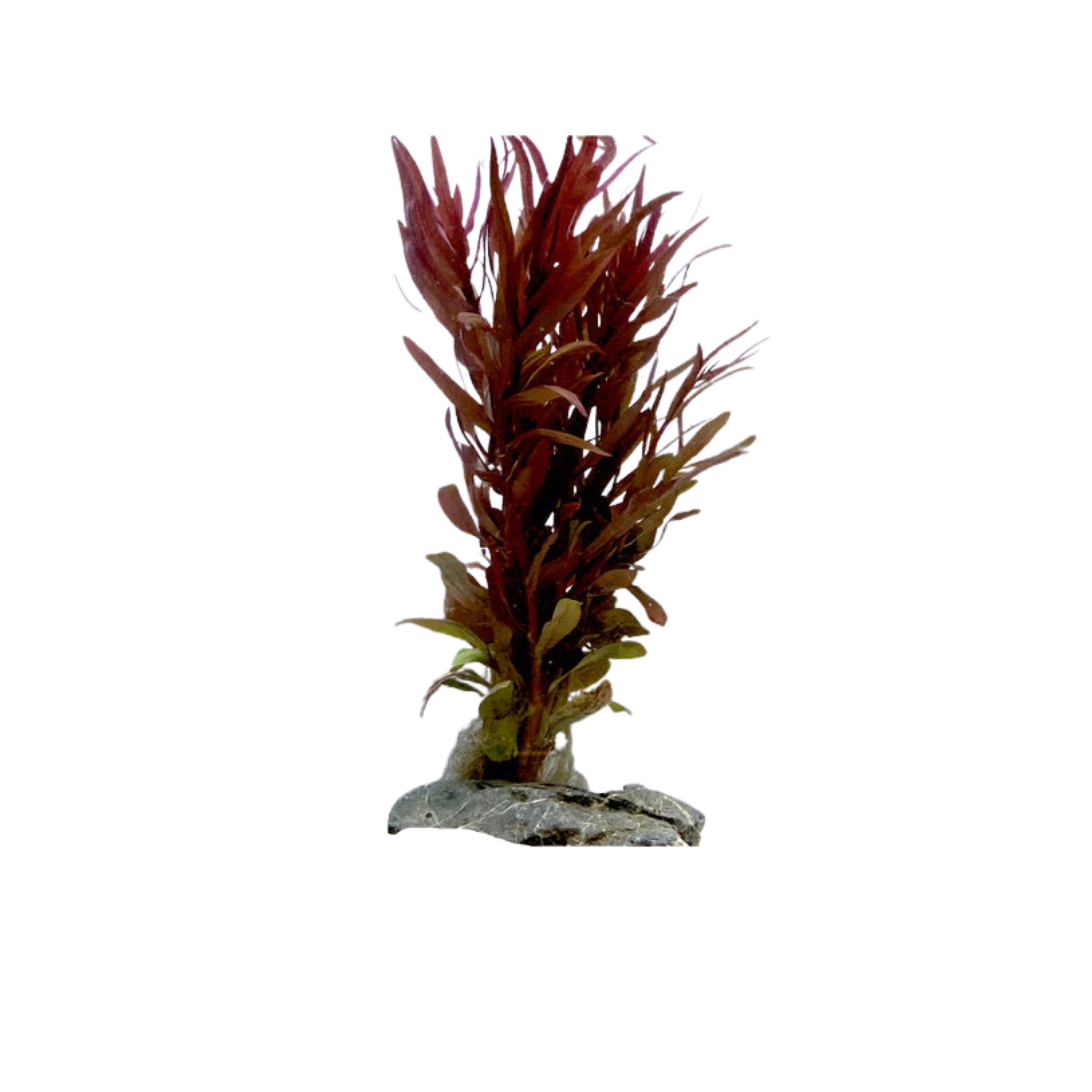 Ammania gracilis (Large Ammania / Red Ammania)