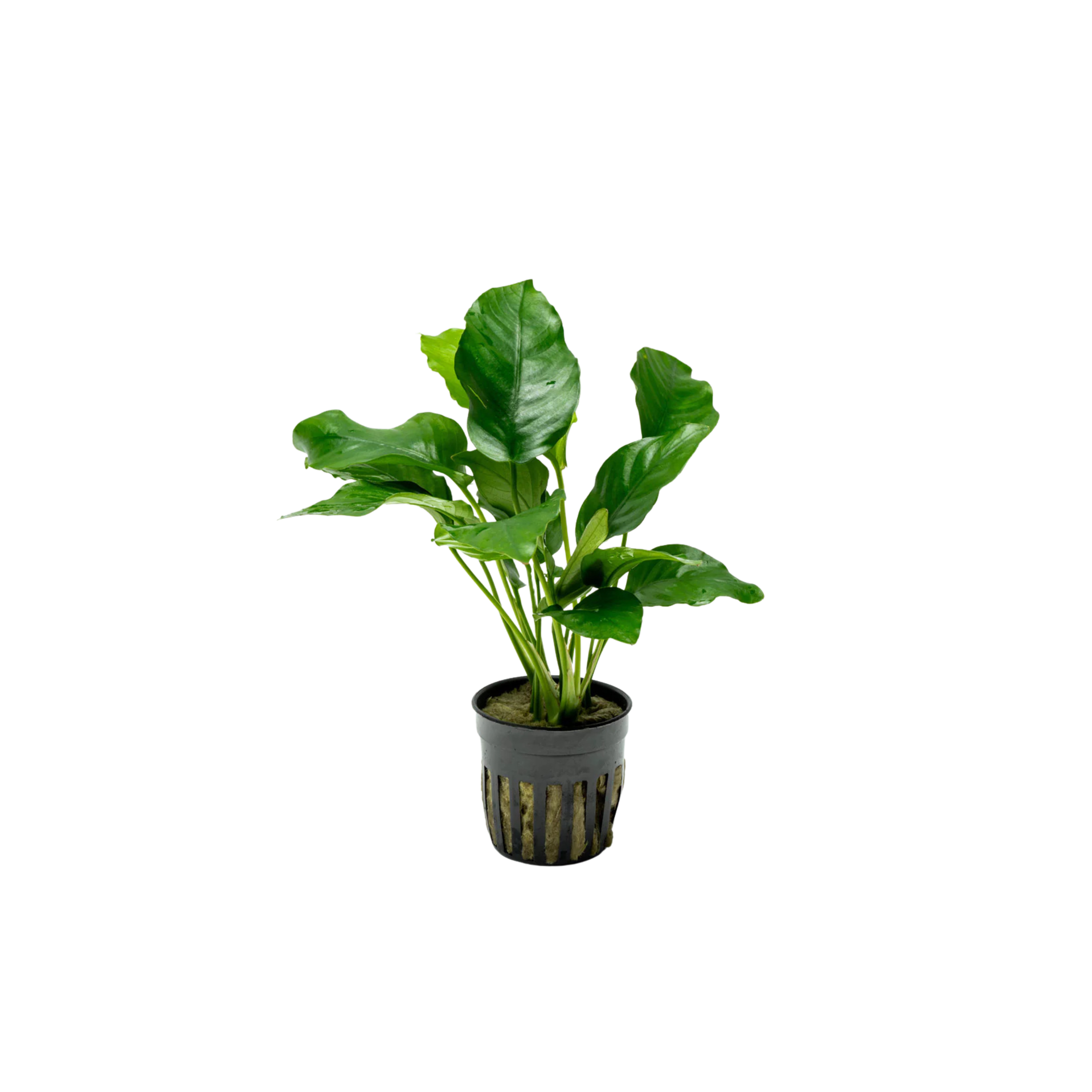 Anubias ‘Medium’ (Anubias barteri / Anubias barteri var. barteri)