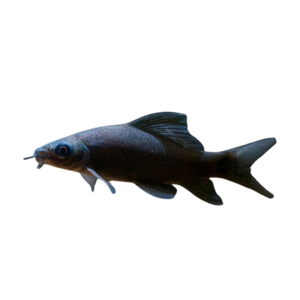 Black Shark – Aura Aquarium