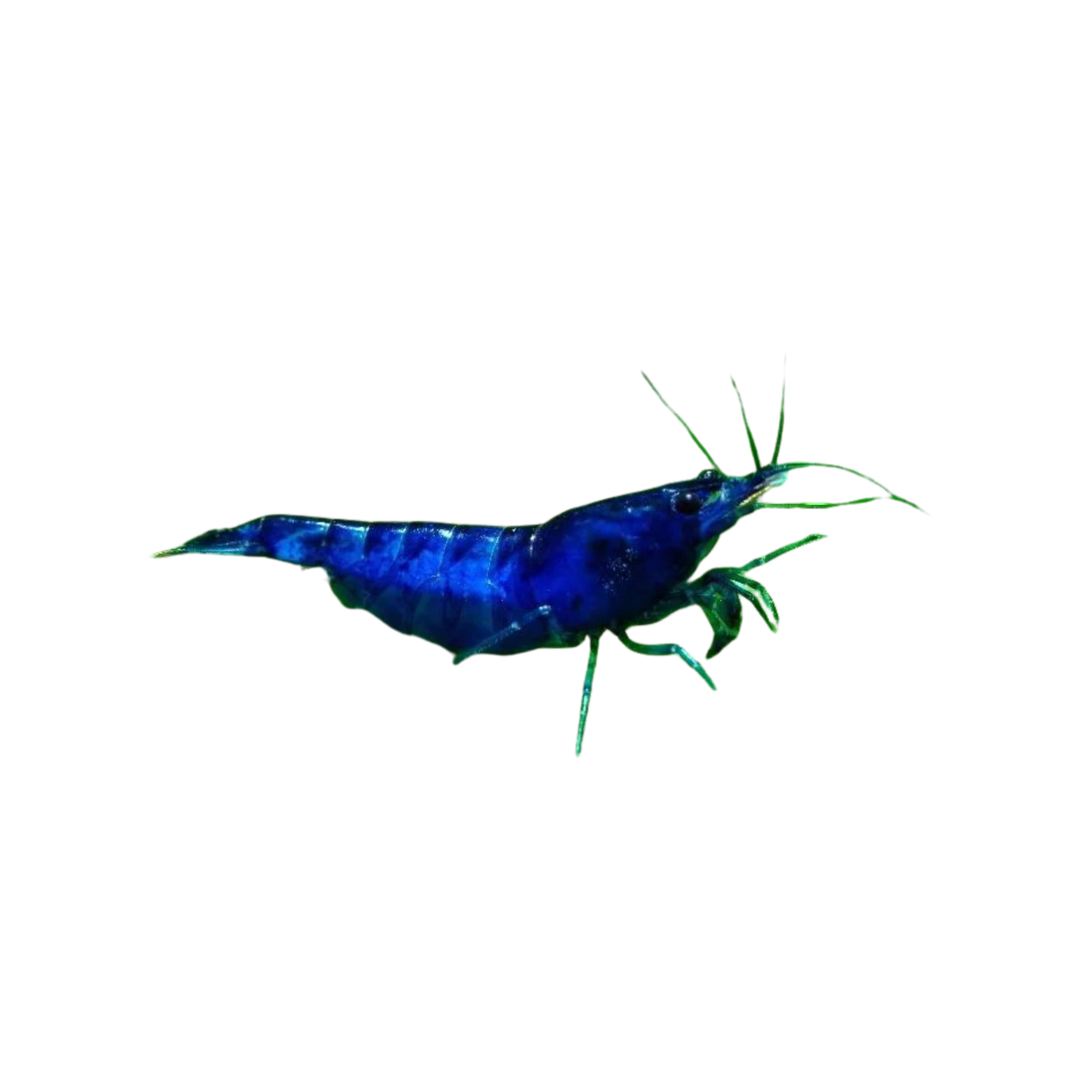 blue cherry shrimp