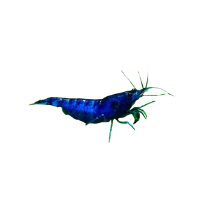 blue cherry shrimp