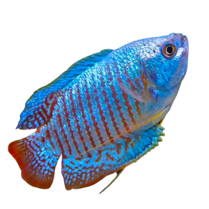 Dwarf Neon Blue Gourami