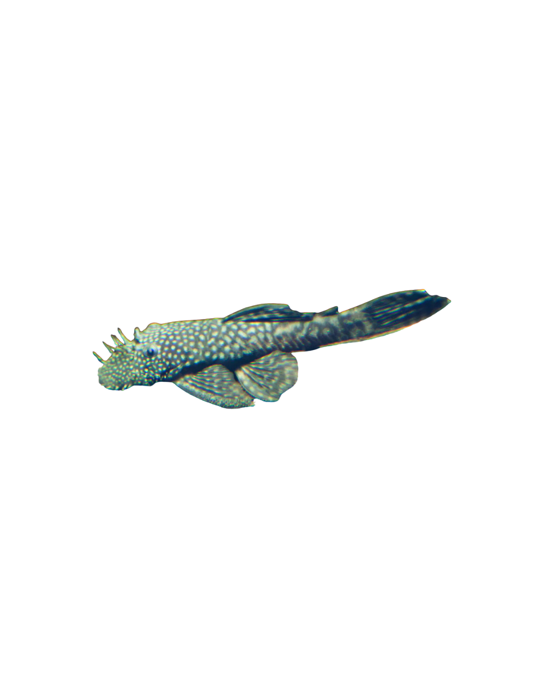 Common Bristlenose Catfish