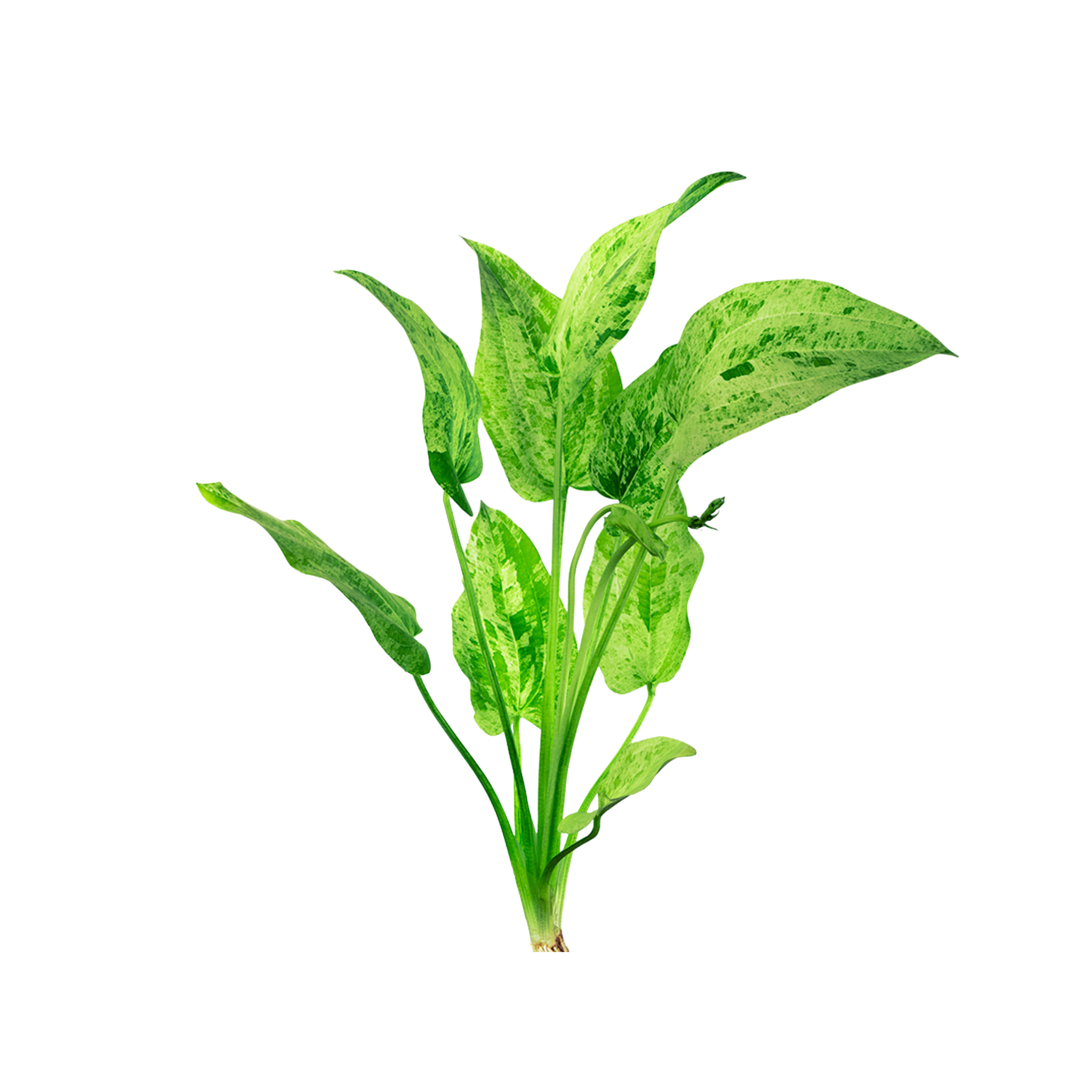 Echinodorus ‘Marble Queen’ (Marble Queen Sword)