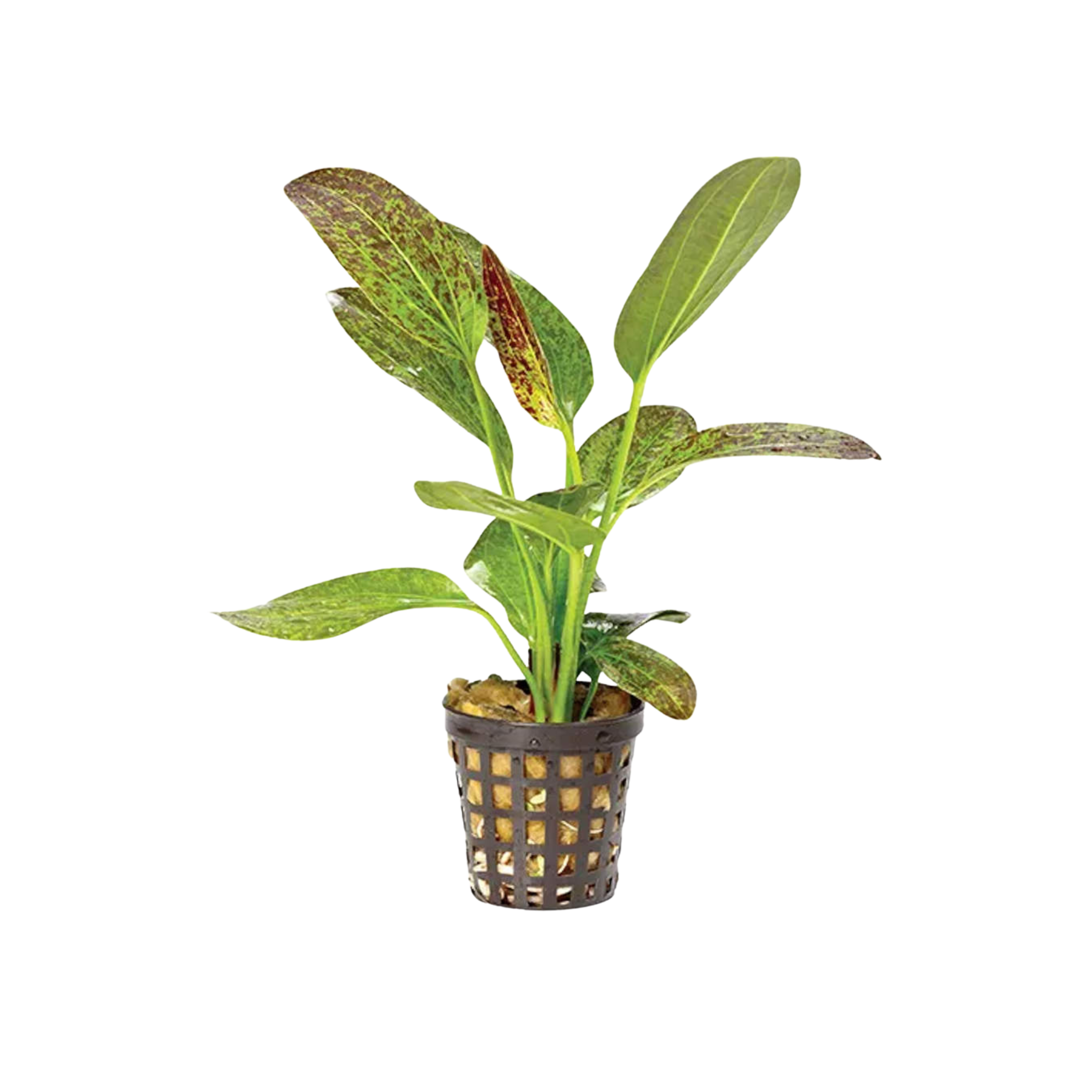 Echinodorus ‘Ozelot Green’ (Green Ozelot Sword)