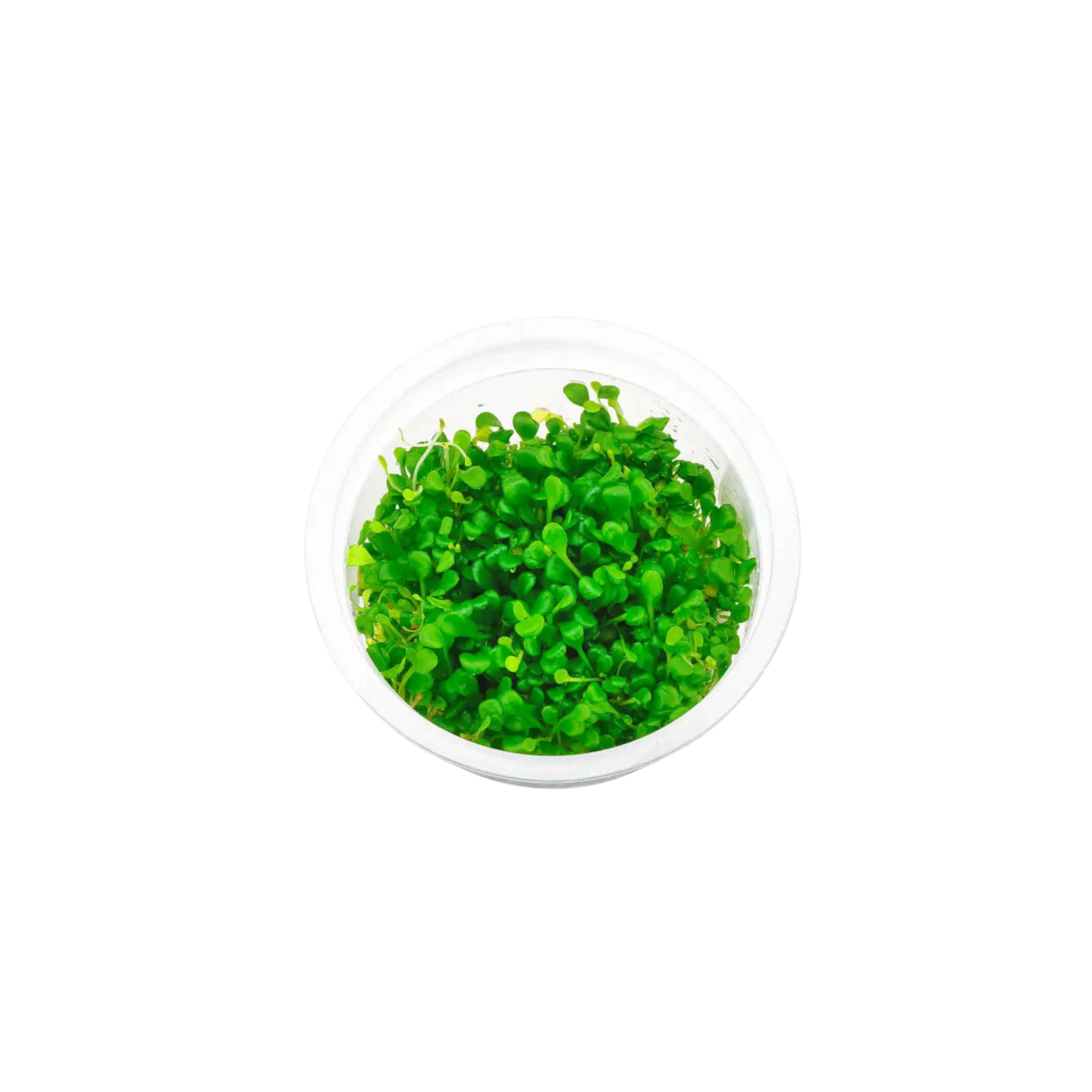 Glossostigma elatinoides – Tissue Culture Cup