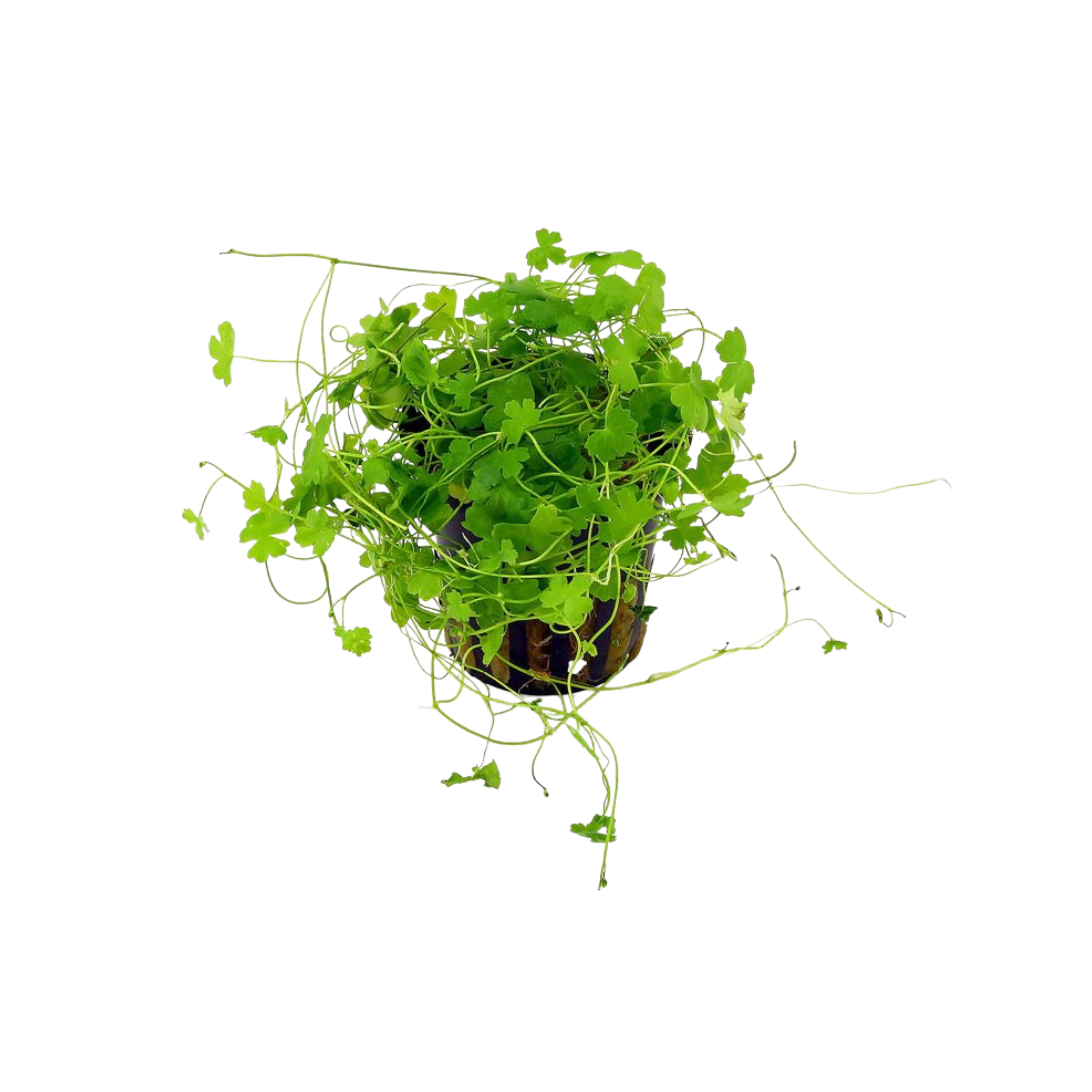 Hydrocotyle tripartita ‘Mini Japan’ (Mini Hydrocotyle / Japanese Pennywort)