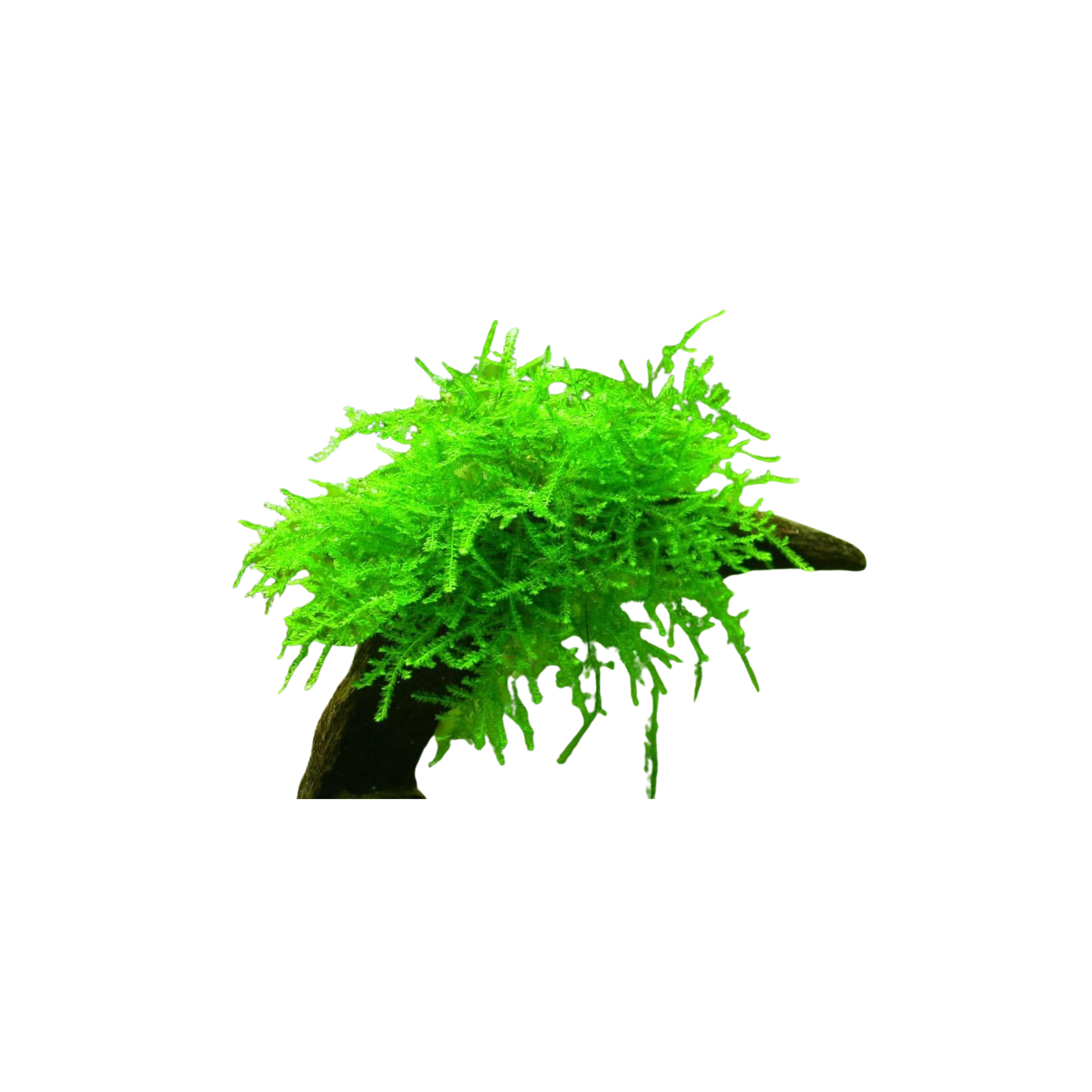 Java Moss (Taxiphyllum barbieri)