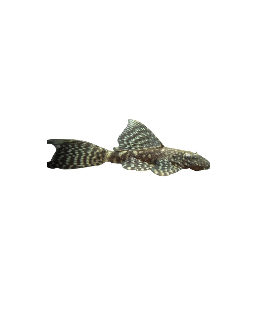Common Bristlenose Longfin Catfish