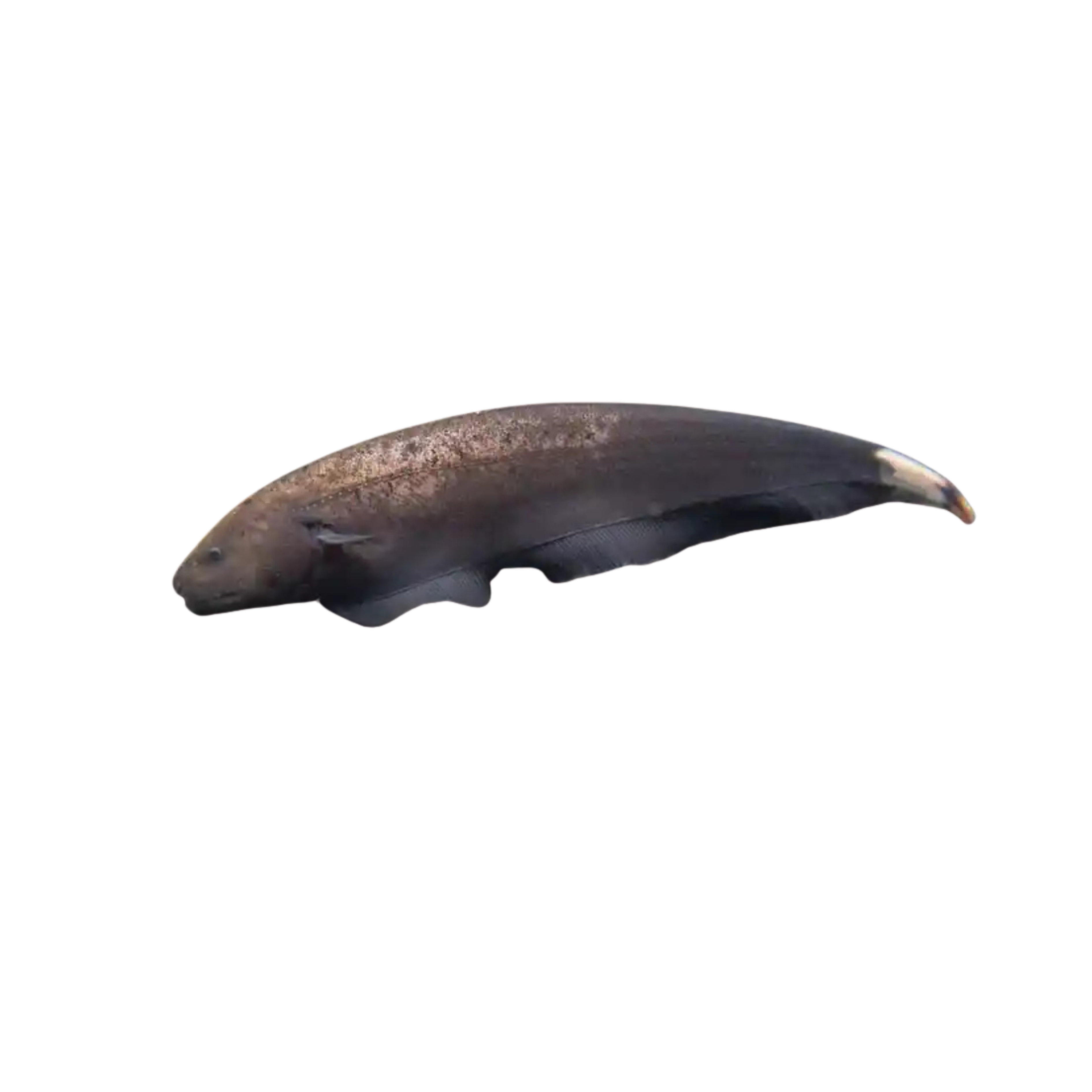 Marble Ghost Knife