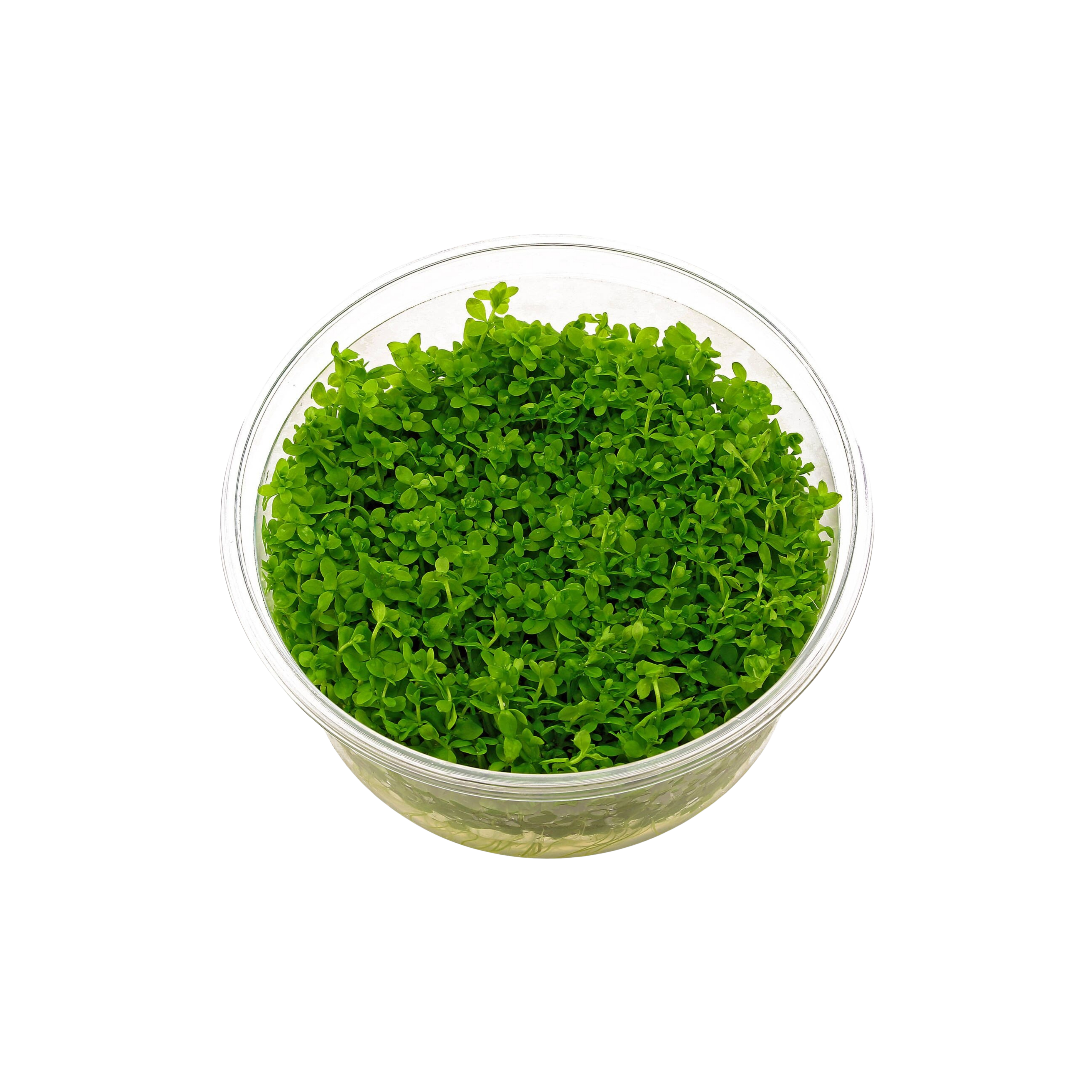 Monte Carlo (Micranthemum tweediei ‘Monte Carlo’) – Tissue Culture Cup