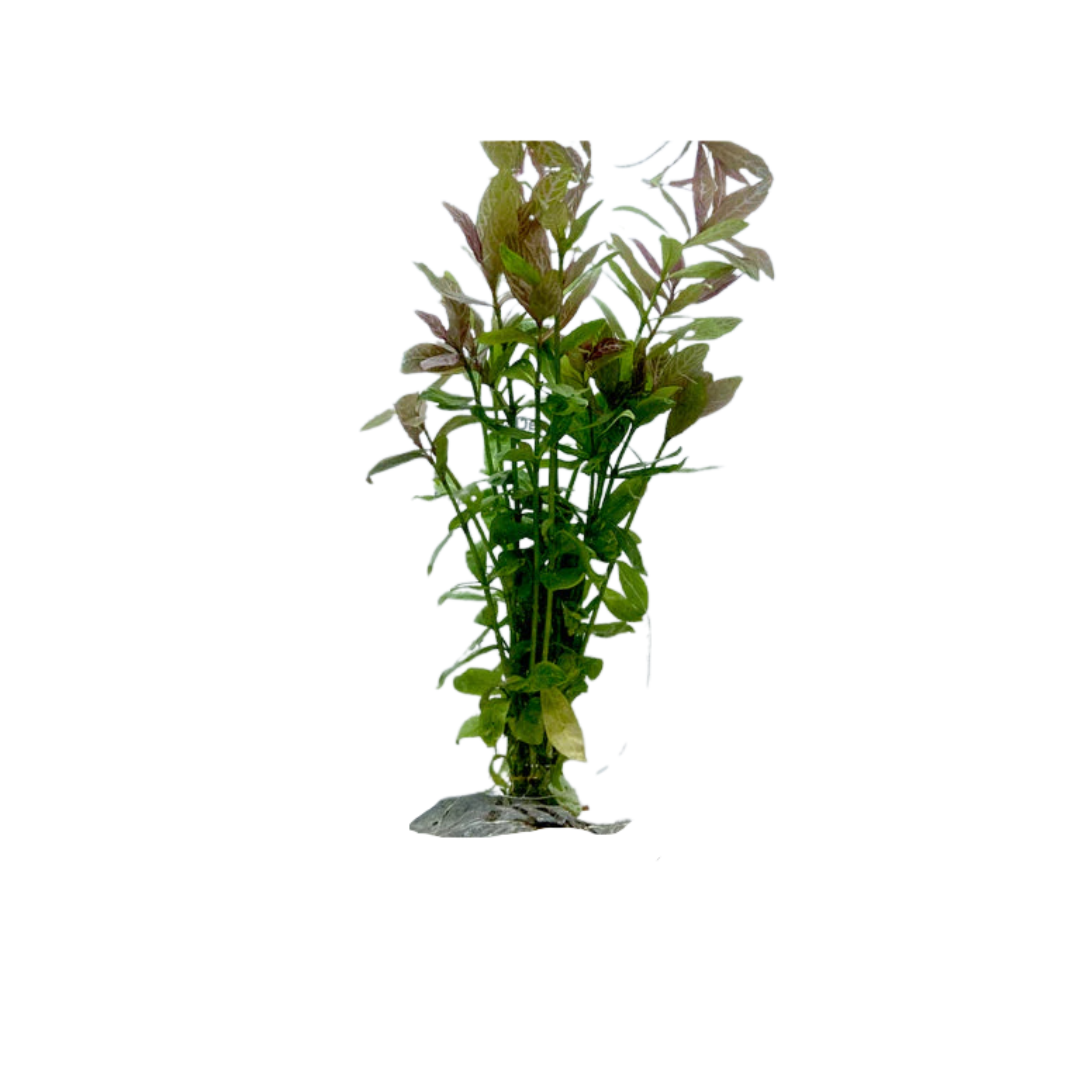 Pink Poly (Alternanthera reineckii ‘Pink’)