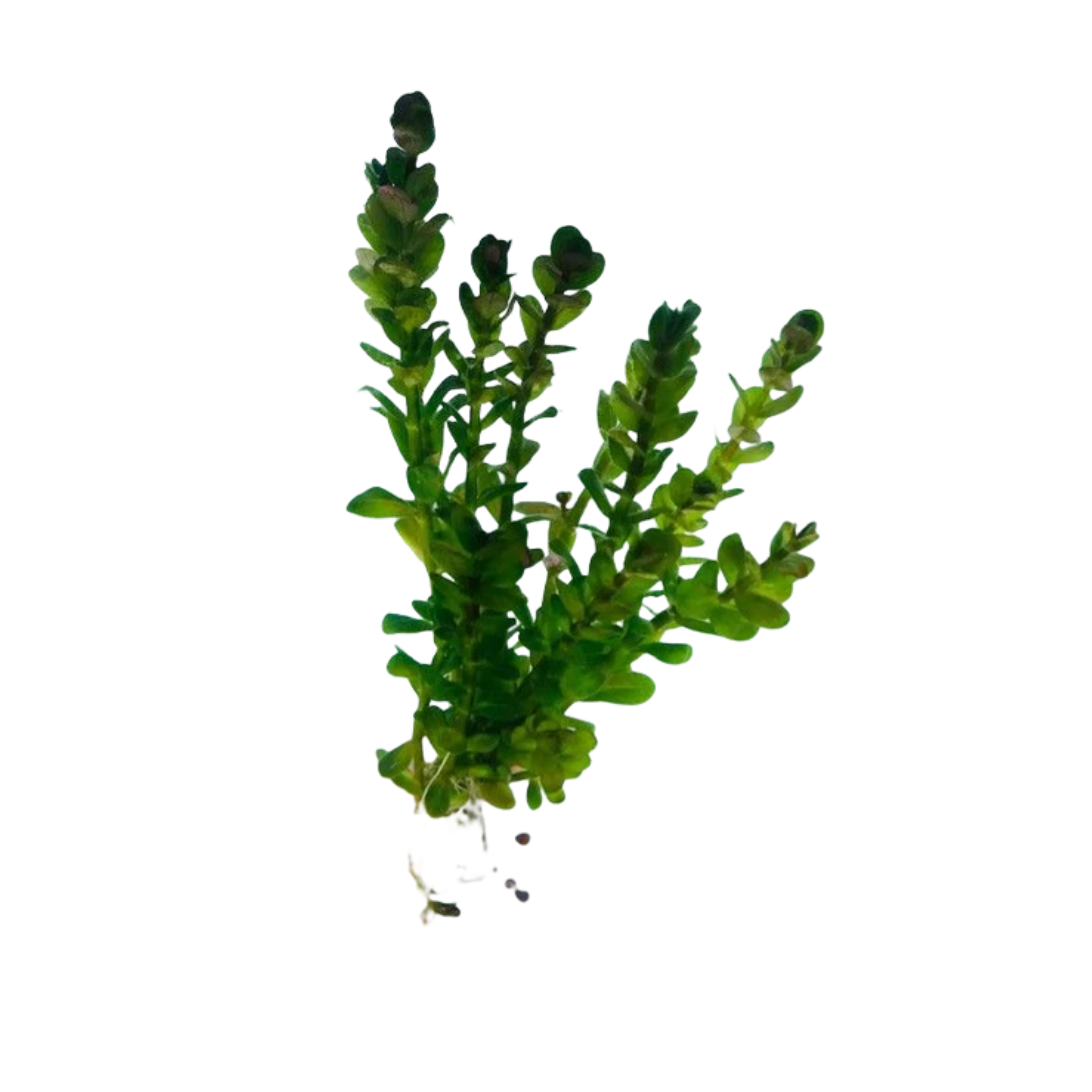 Rotala indica ‘Bonsai’ (Ammannia sp. ‘Bonsai’)