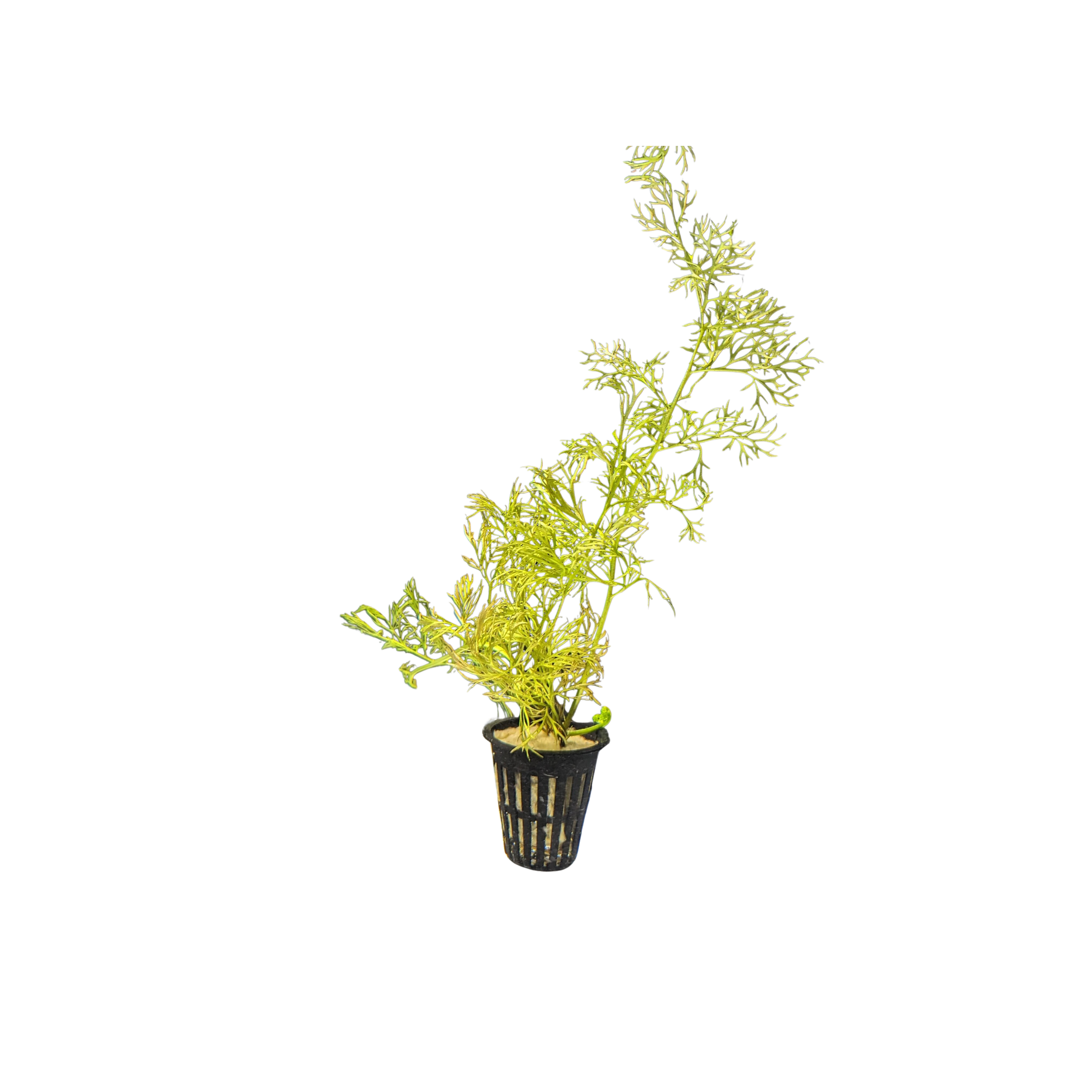 Water Sprite (Ceratopteris thalictroides)