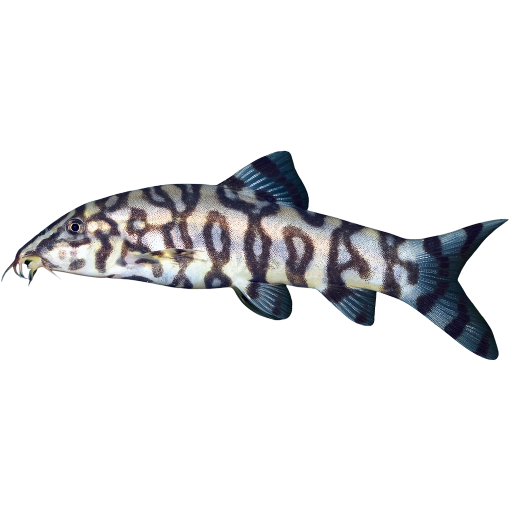 Pakistan Loach (Botia almorhae) 5cm – Aura Aquarium