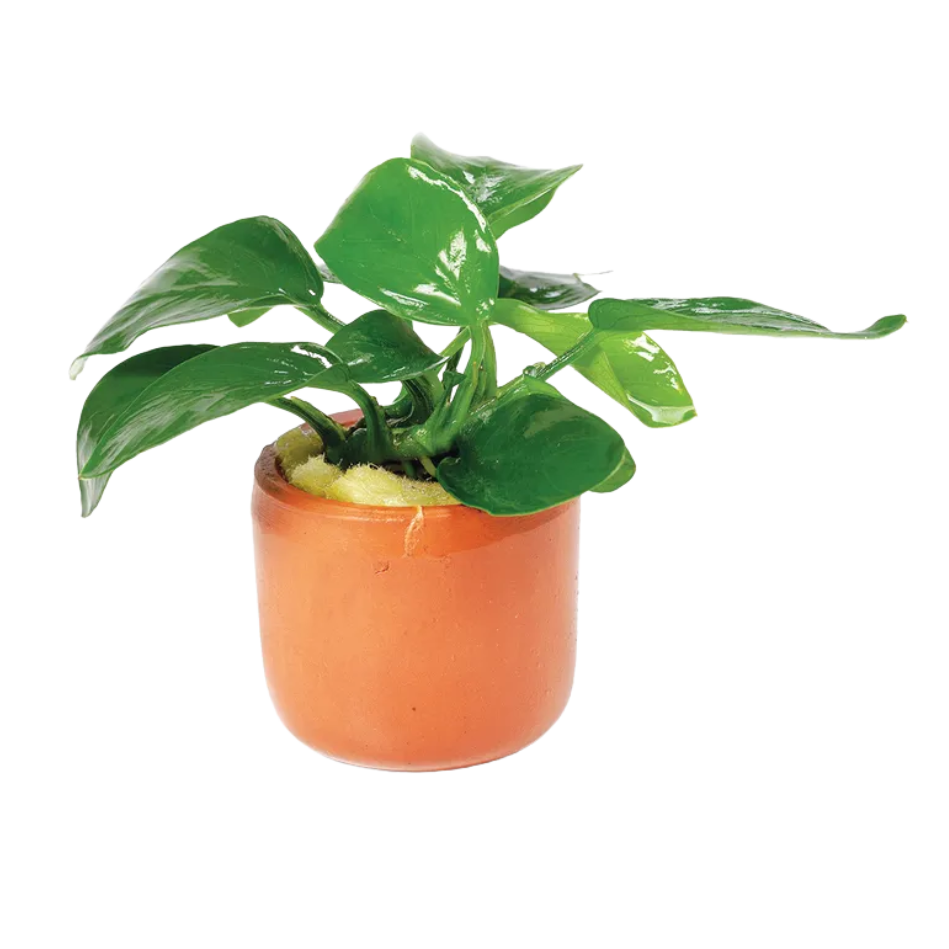 Anubias Nana