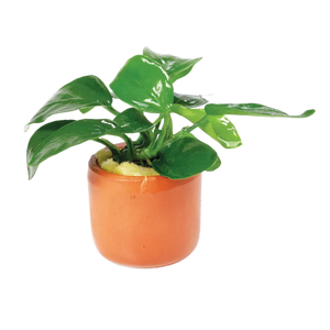 Anubias Nana