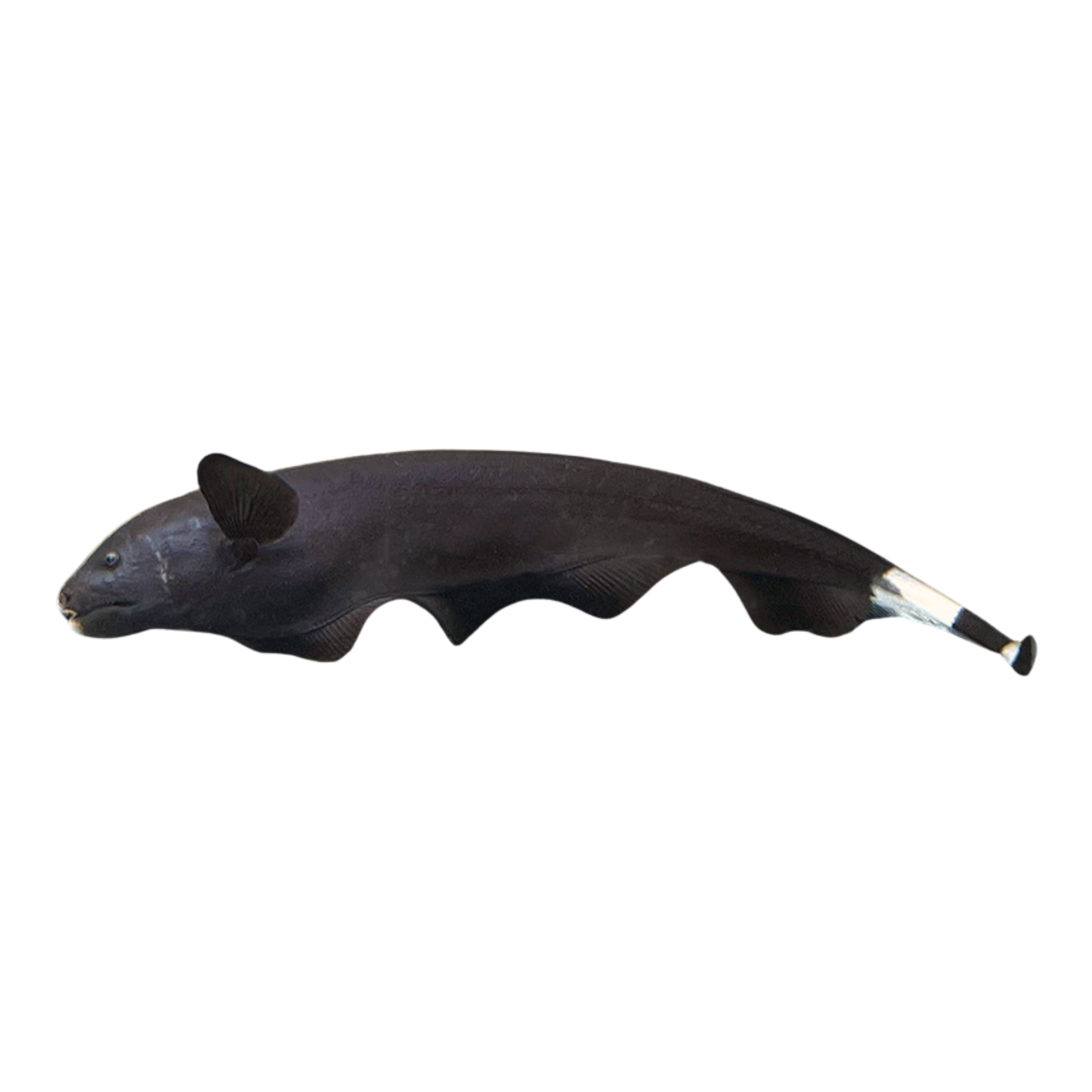 Black Ghost Knife