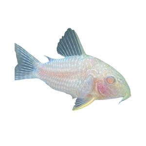 Albino Sterbai Corydora Catfish