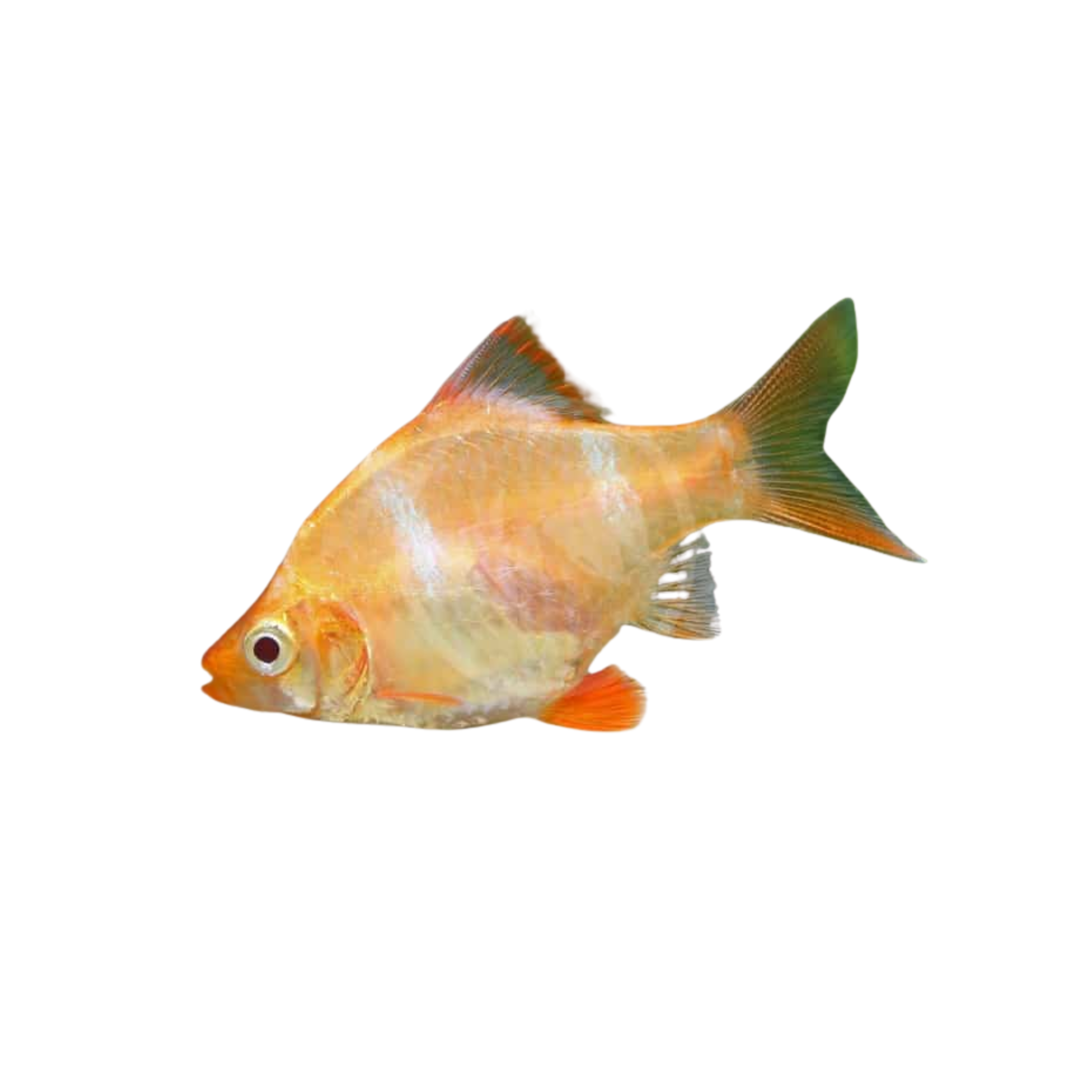 Albino Tiger Barb