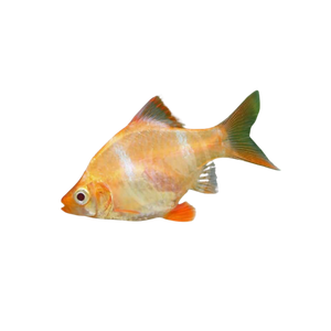 Albino Tiger Barb