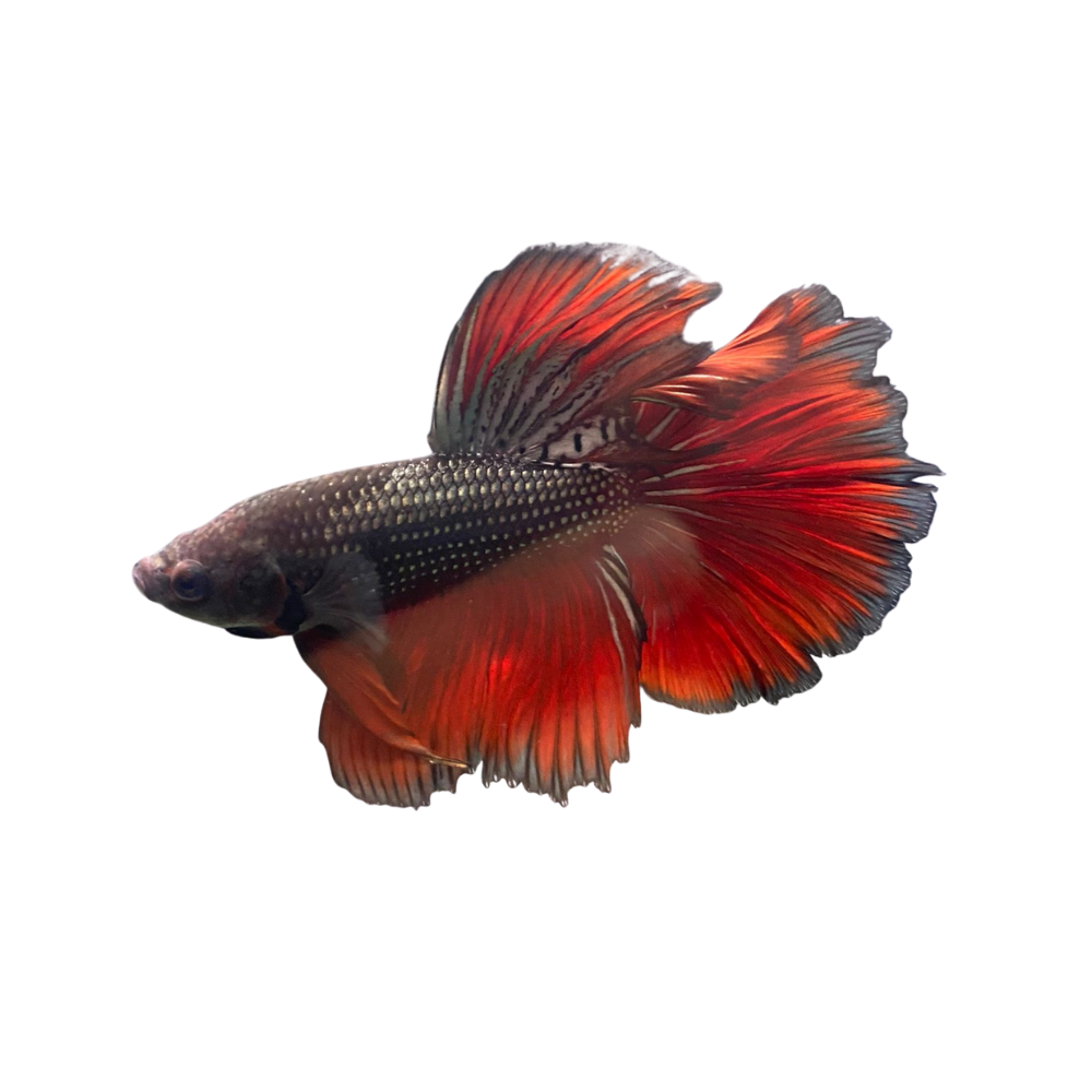 Red Dragon Scale Halfmoon Betta Aura Aquarium