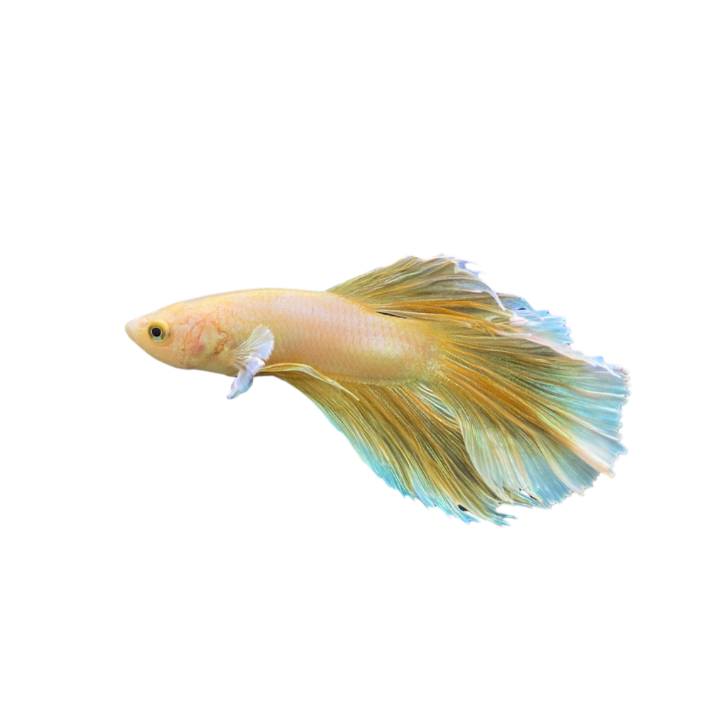 Mustard Halfmoon Betta
