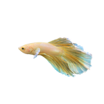 Load image into Gallery viewer, Mustard Halfmoon Betta
