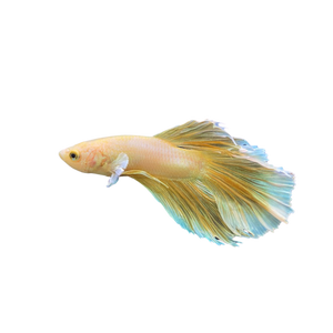 Mustard Halfmoon Betta