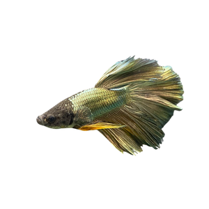 Metallic Purple with Yellow Fin Betta