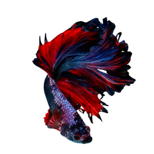Midnight Betta