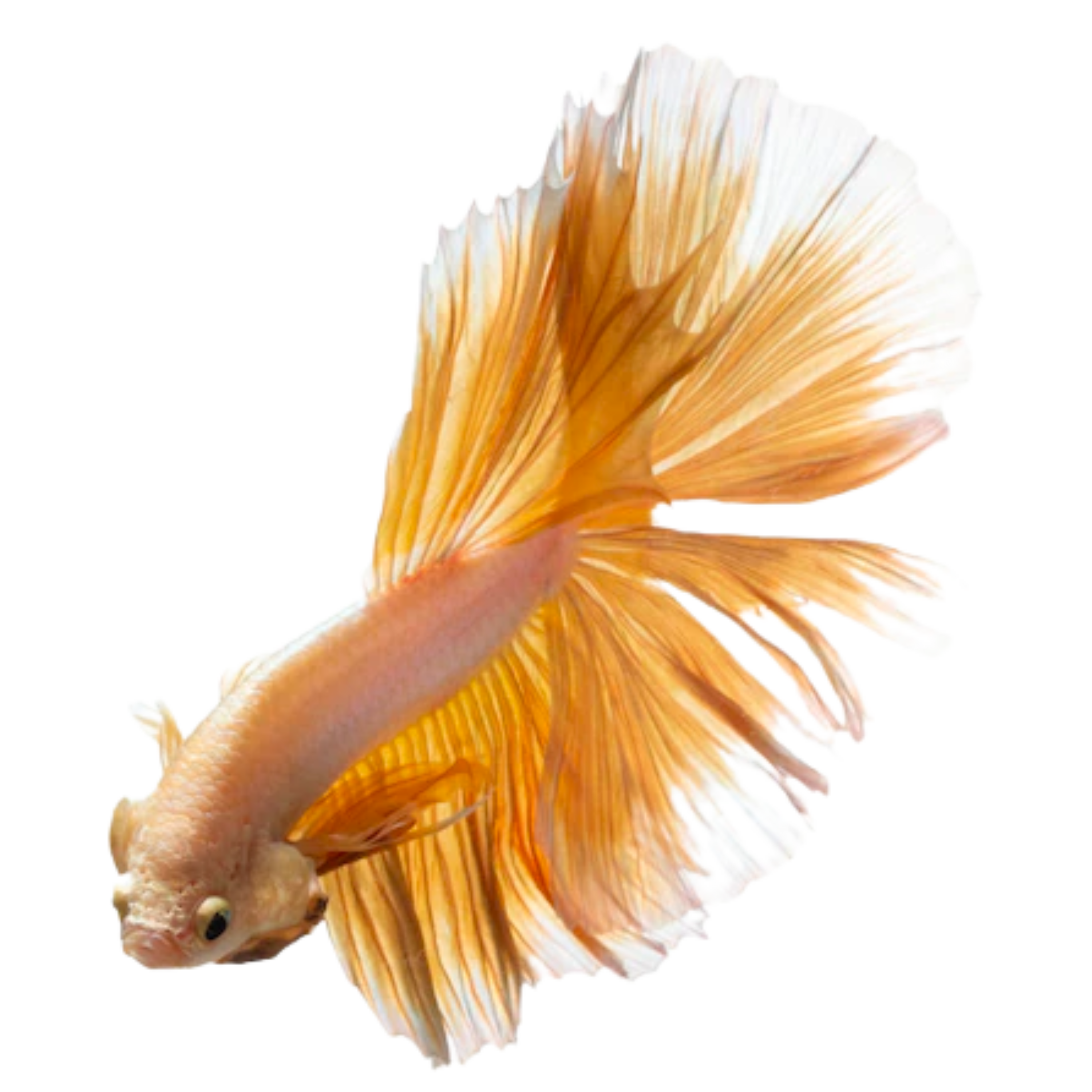 Mustard Halfmoon Betta